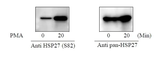 Sandwich ELISA - Phospho-Hsp27 (S82) and Total Hsp27 ELISA Kit (AB279823)