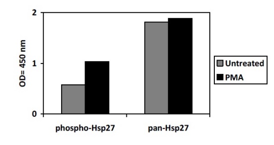 Sandwich ELISA - Phospho-Hsp27 (S82) and Total Hsp27 ELISA Kit (AB279823), expandable thumbnail