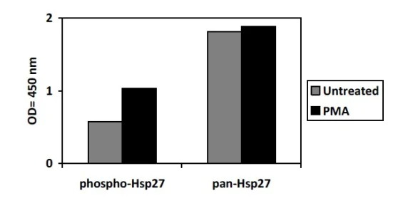 Sandwich ELISA - Phospho-Hsp27 (S82) and Total Hsp27 ELISA Kit (AB279823)