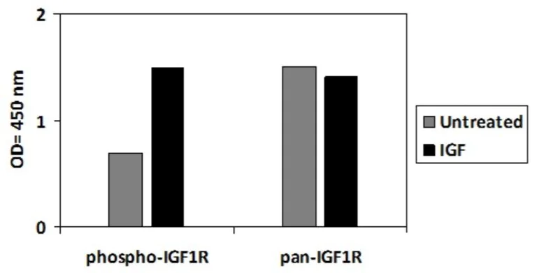 ELISA - Phospho-IGF1 Receptor (Y1165/Y1166) and Total IGF1 Receptor ELISA Kit (AB279826)
