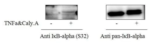 Sandwich ELISA - Phospho-IKB alpha (S32) and Total IKB alpha ELISA Kit (AB279828)