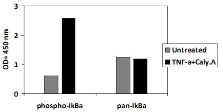 Sandwich ELISA - Phospho-IKB alpha (S32) and Total IKB alpha ELISA Kit (AB279828)