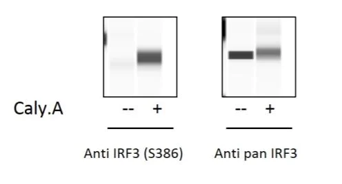 Sandwich ELISA - Phospho-IRF3 (S386) and Total IRF3 ELISA Kit (AB279834)