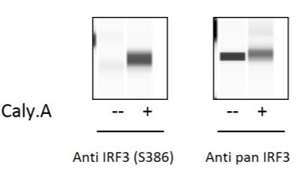 Sandwich ELISA - Phospho-IRF3 (S386) ELISA Kit (AB279833)