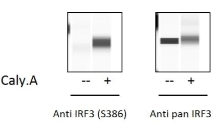 Sandwich ELISA - Phospho-IRF3 (S386) ELISA Kit (AB279833)