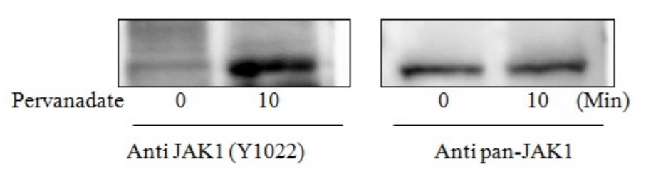 Sandwich ELISA - Phospho-JAK1 (Y1022) and Total JAK1 ELISA Kit (AB279838), expandable thumbnail