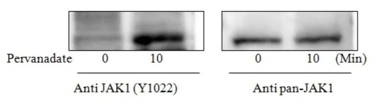 Sandwich ELISA - Phospho-JAK1 (Y1022) and Total JAK1 ELISA Kit (AB279838)