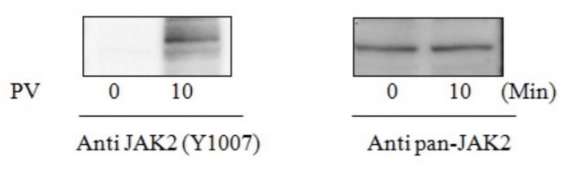 Sandwich ELISA - Phospho-JAK2 (Y1007/Y1008) ELISA Kit (AB279840), expandable thumbnail