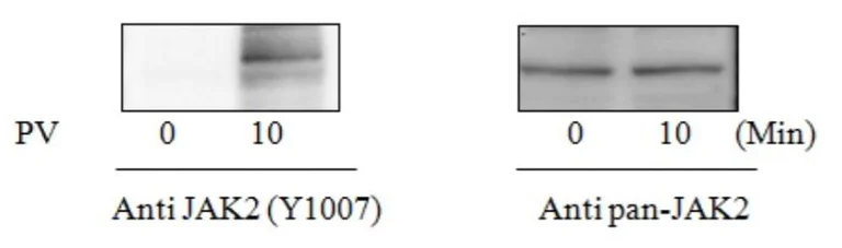 Sandwich ELISA - Phospho-JAK2 (Y1007/Y1008) ELISA Kit (AB279840)