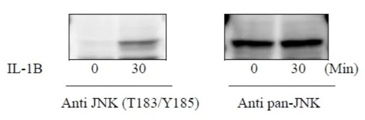 Sandwich ELISA - Phospho-JNK1 (T183/Y185) and Total JNK1 ELISA Kit (AB279842)