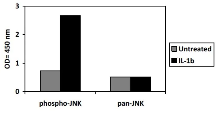 Sandwich ELISA - Phospho-JNK1 (T183/Y185) and Total JNK1 ELISA Kit (AB279842)