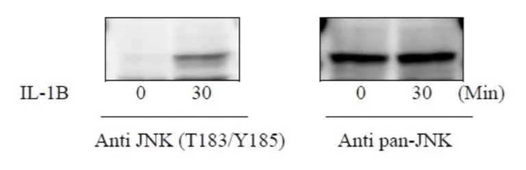 Sandwich ELISA - Phospho-JNK1 (T183/Y185) ELISA Kit (AB279841)