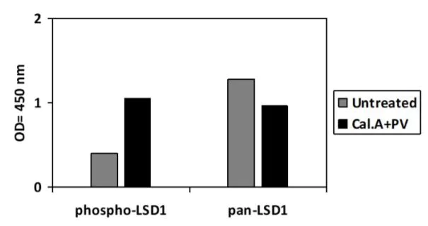 Sandwich ELISA - Phospho-KDM1/LSD1 (S112) and Total KDM1/LSD1 ELISA Kit (AB279853)
