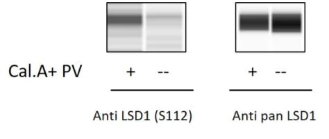 Sandwich ELISA - Phospho-KDM1/LSD1 (S112) ELISA Kit (AB279852)