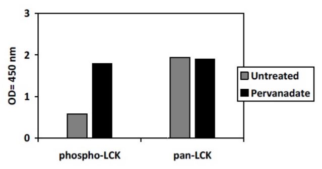 Sandwich ELISA - Phospho-Lck (Y394) ELISA Kit (AB279848), expandable thumbnail
