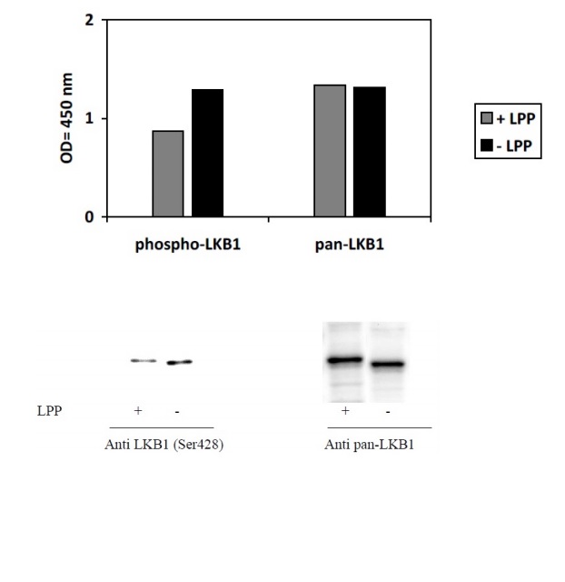 Sandwich ELISA - Phospho-LKB1 (Ser428) and Total LKB1 ELISA Kit (AB279851), expandable thumbnail