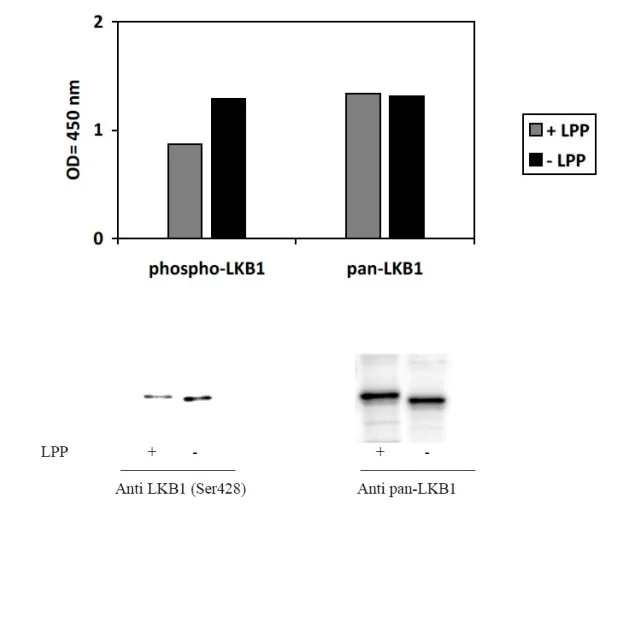 Sandwich ELISA - Phospho-LKB1 (Ser428) and Total LKB1 ELISA Kit (AB279851)