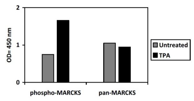 Sandwich ELISA - Phospho-MARCKS (S152/156) and Total MARCKS ELISA Kit (AB279857)