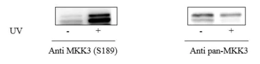 Sandwich ELISA - Phospho-MEK3 (S189) ELISA Kit (AB279860)