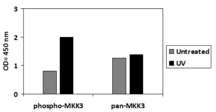 Sandwich ELISA - Phospho-MEK3 (S189) ELISA Kit (AB279860)