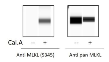 Sandwich ELISA - Phospho-MLKL (S345) and Total MLKL ELISA Kit (AB279863), expandable thumbnail