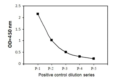 Sandwich ELISA - Phospho-MSK1 (S376) and Total MSK1 ELISA Kit (AB279865)