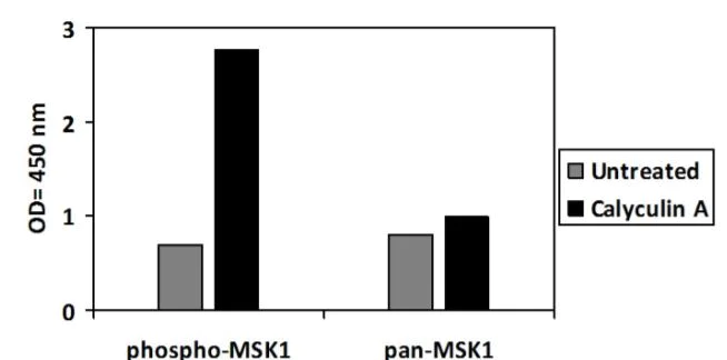 Sandwich ELISA - Phospho-MSK1 (S376) and Total MSK1 ELISA Kit (AB279865)