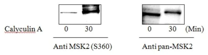 Sandwich ELISA - Phospho-MSK2 / RSK-B (S360) and Total MSK2 / RSK-B ELISA Kit (AB279867)