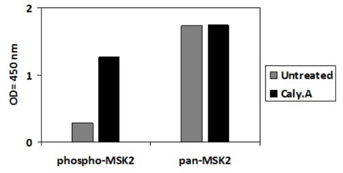 Sandwich ELISA - Phospho-MSK2 / RSK-B (S360) and Total MSK2 / RSK-B ELISA Kit (AB279867)