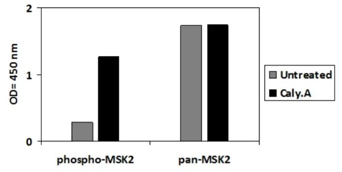 Sandwich ELISA - Phospho-MSK2 / RSK-B (S360) ELISA Kit (AB279866)
