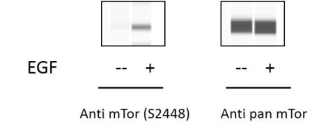 Sandwich ELISA - Phospho-mTOR (S2448) ELISA Kit (AB279868)
