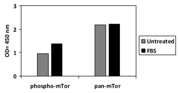 Sandwich ELISA - Phospho-mTOR (S2448) ELISA Kit (AB279868)