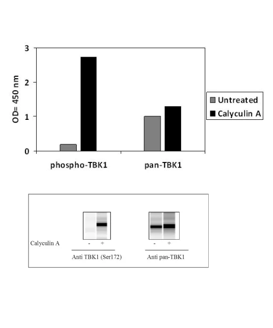 Sandwich ELISA - Phospho-NAK/TBK1 (S172) ELISA Kit (AB279952)
