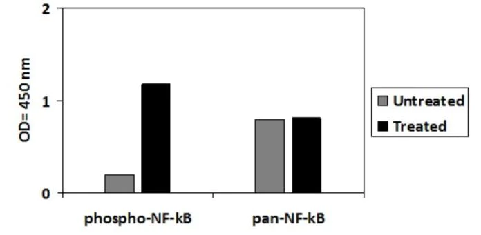 Sandwich ELISA - Phospho-NF-kB p65 (S536) ELISA Kit (AB279873)