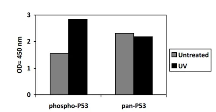 Sandwich ELISA - Phospho-p53 (S15) and Total p53 ELISA Kit (AB279878)