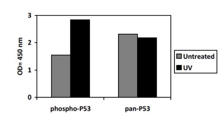 Sandwich ELISA - Phospho-p53 (S15) ELISA Kit (AB279877)