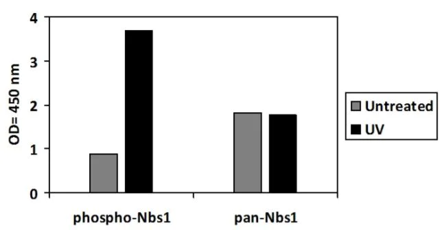 Sandwich ELISA - Phospho-p95/NBS1 (S343) and Total p95/NBS1 ELISA Kit (AB279872)