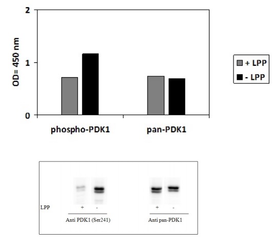 Sandwich ELISA - Phospho-PDK1 (S241) and Total PDK1 ELISA Kit (AB279889), expandable thumbnail