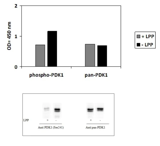 Sandwich ELISA - Phospho-PDK1 (S241) and Total PDK1 ELISA Kit (AB279889)