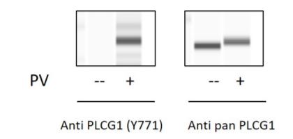 Sandwich ELISA - Phospho-Phospholipase C gamma 1/PLC-gamma-1 (Y771) ELISA Kit (AB279892), expandable thumbnail