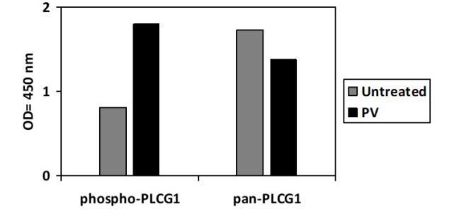 Sandwich ELISA - Phospho-Phospholipase C gamma 1/PLC-gamma-1 (Y771) ELISA Kit (AB279892), expandable thumbnail