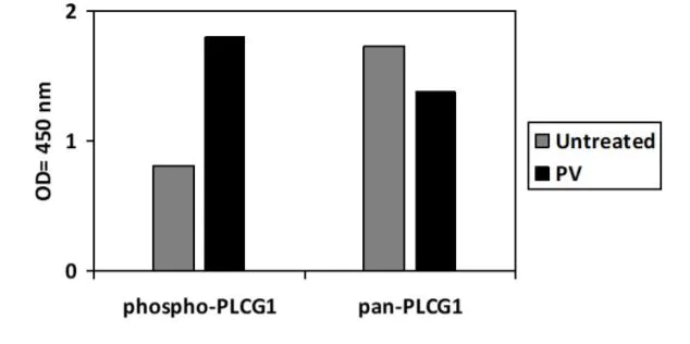 Sandwich ELISA - Phospho-Phospholipase C gamma 1/PLC-gamma-1 (Y771) ELISA Kit (AB279892)