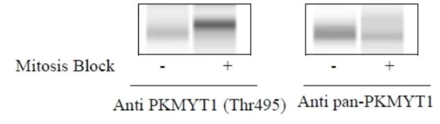 Sandwich ELISA - Phospho-PKMYT1 (T495) and Total PKMYT1 ELISA Kit (AB279891)