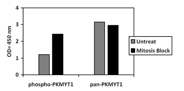 Sandwich ELISA - Phospho-PKMYT1 (T495) and Total PKMYT1 ELISA Kit (AB279891)