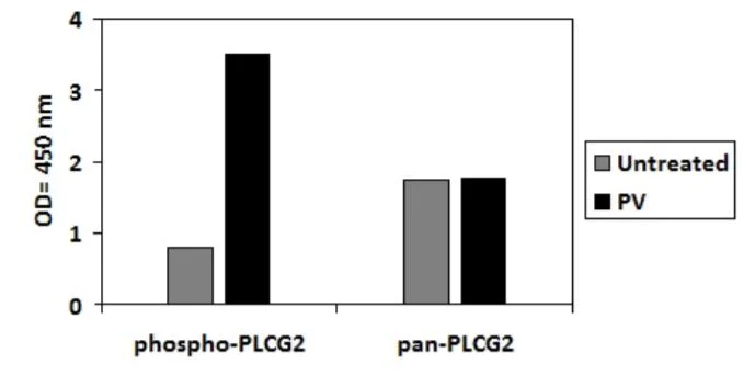 Sandwich ELISA - Phospho-PLCG 2 (Y753) and Total PLCG 2 ELISA Kit (AB279895)