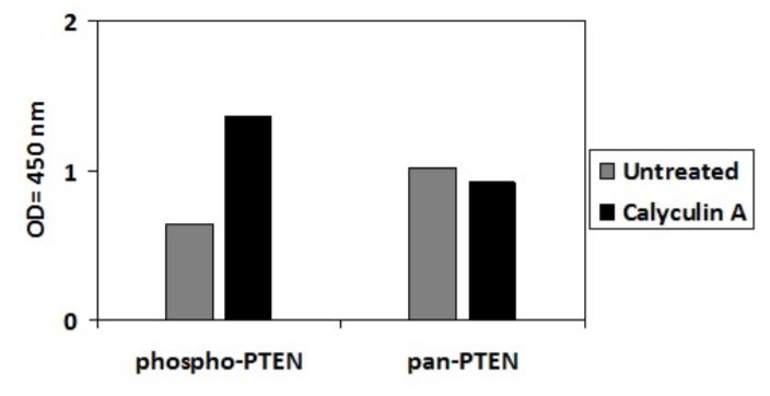 Sandwich ELISA - Phospho-PTEN (S380) and Total PTEN ELISA Kit (AB279899), expandable thumbnail