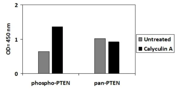 Sandwich ELISA - Phospho-PTEN (S380) and Total PTEN ELISA Kit (AB279899)