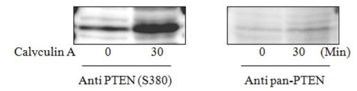Sandwich ELISA - Phospho-PTEN (S380) and Total PTEN ELISA Kit (AB279899), expandable thumbnail