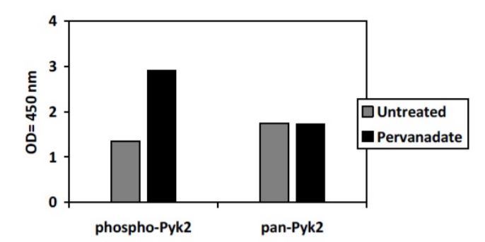 Sandwich ELISA - Phospho-PYK2 (Y402) and Total PYK2 ELISA Kit (AB279902), expandable thumbnail