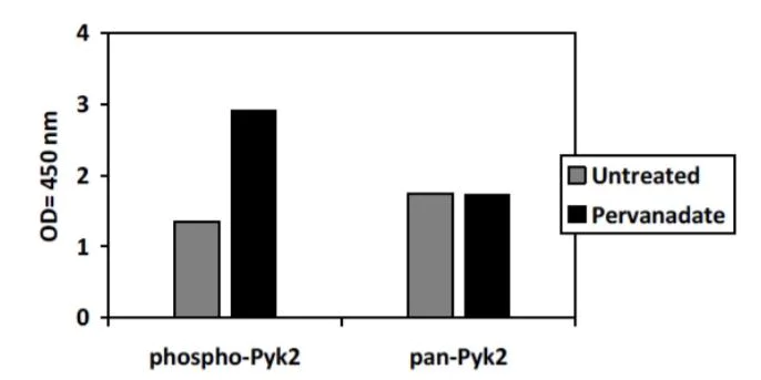 Sandwich ELISA - Phospho-PYK2 (Y402) ELISA Kit (AB279901)